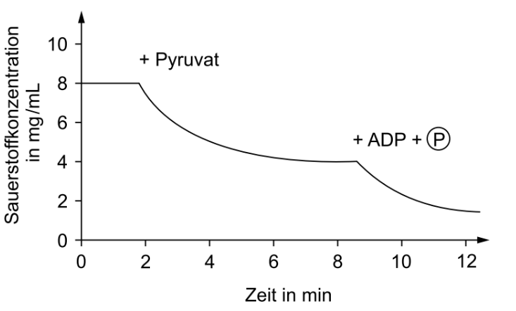 Diagramm zur Sauerstoffkonzentration über die Zeit mit Pyruvat sowie ADP und P.